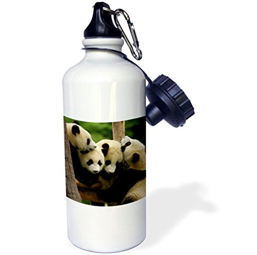 3dRose wb_70203_1"Giant panda bears, Wolong China Conservation, CHINA-AS07 POX0365 Pete Oxford" Sports Water Bottle, 21 oz, White