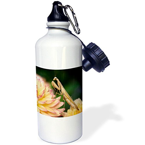3dRose wb_90077_1"Tan colored praying mantis insect, Boise, Idaho US13 DFR1071 David R. Frazier" Sports Water Bottle, 21 oz, White