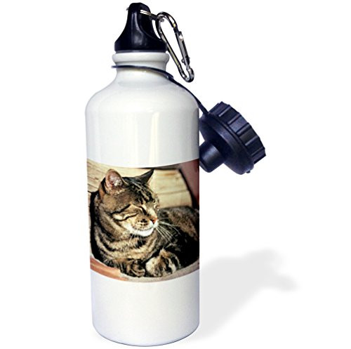 3dRose wb_94870_1"Utah, Capitol Reef NP. Sleeping tabby cat US45 RER0114 Ric Ergenbright" Sports Water Bottle, 21 oz, White