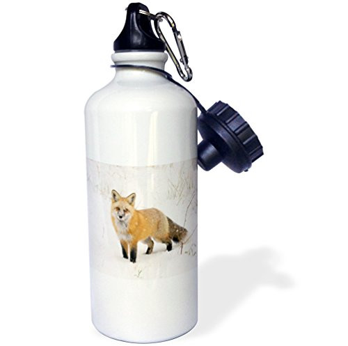 3dRose wb_88865_1"CO, Pike National Forest, Red fox US06 BJA0184 Jaynes Gallery" Sports Water Bottle, 21 oz, White