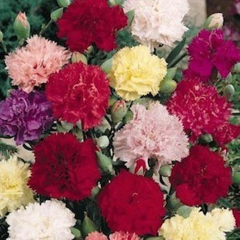 Outsidepride Carnation Chabaud Mix - 1000 Seeds