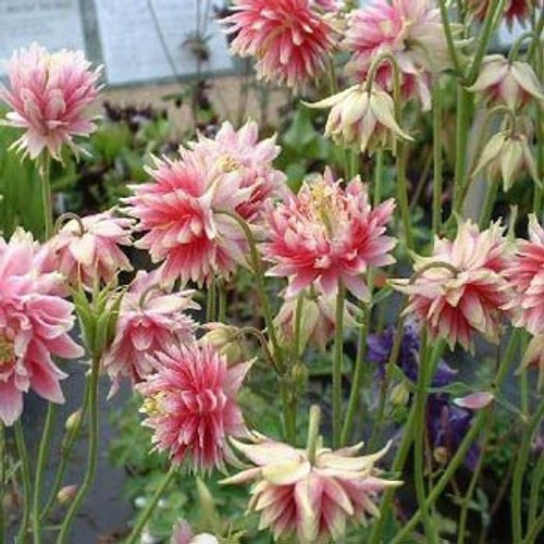 Outsidepride Columbine Nora Barlow - 1000 Seeds