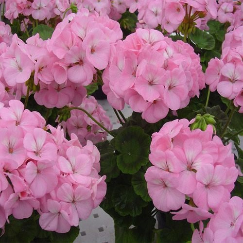 Outsidepride Geranium Appleblossom - 25 Seeds