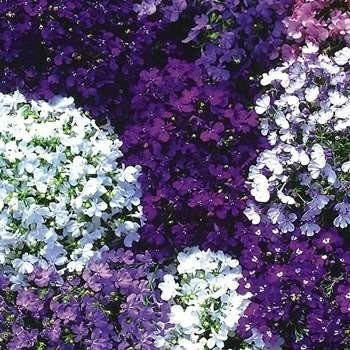 Outsidepride Lobelia Riviera Mix - 5000 Seeds