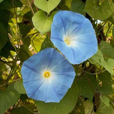 Outsidepride Morning Glory Heavenly Blue Seed - 1/4 LB