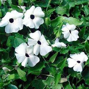 Outsidepride Thunbergia White - 100 Seeds