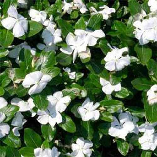 Outsidepride White Vinca Periwinkle Ground Cover Plant Seed - 2000 Seeds