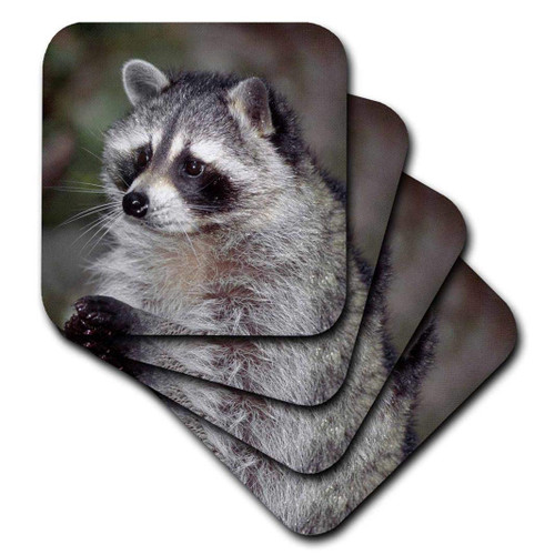 3dRose Raccoon, Procyon lotor, foraging, western, Washington State, USA, set of 4 Soft Coasters