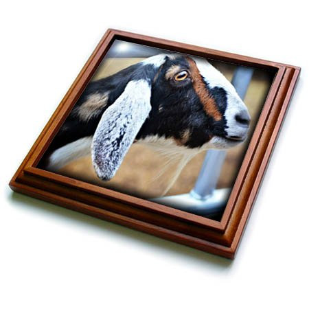 3dRose Billy Photo Profile Showing Off its Goat tee Trivet with Tile, 8 by 8"