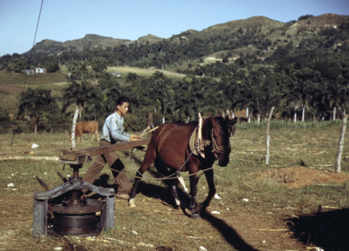 Puerto Rico Plantation Na Horse-Powered Harvesting Tool On A Sugar Cane Plantation In Southwest Puerto Rico Photograph By Jack Delano C1941 Poster Print by (18 x 24)