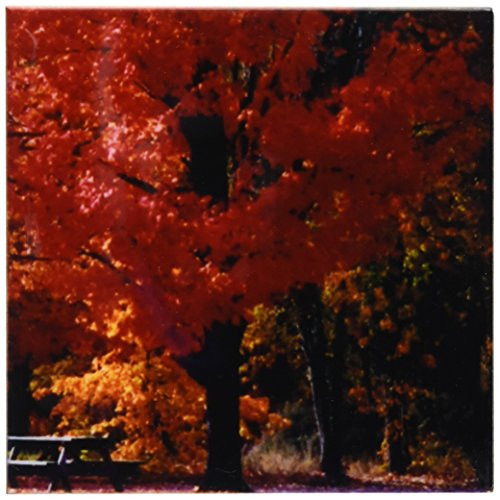 3dRose cst_31835_3 Beautiful Red and Orange Foliage in The Fall-Ceramic Tile Coasters, Set of 4