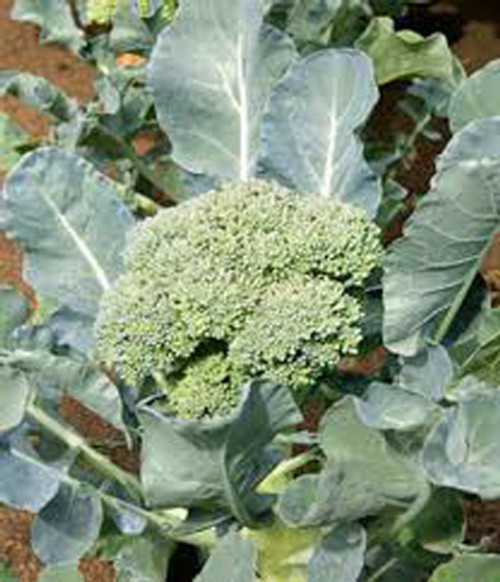 Broccoli, Waltham 29, Heirloom, 200 Seeds, Delicious and Healthy