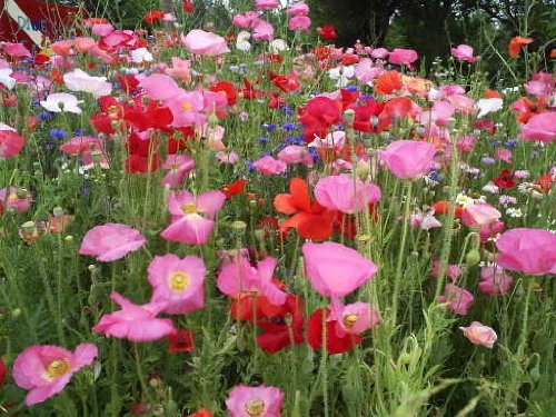 2000 SHIRLEY (Corn / Field / Flanders) POPPY MIXED COLORS Papaver Rhoeas Flower Seeds