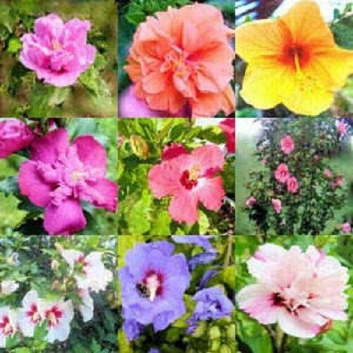 Mixed Colors Rose of Sharon Hibiscus Syriacus Flower Tree Bush Mix Jocad (50 Seeds)
