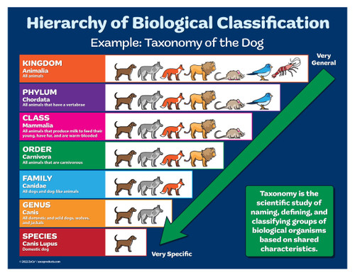 ZOCO - Biology Poster - Hierarchy of Biological Classification - Taxonomy - Science Poster - Science Teacher Supplies for Middle High School Classrooms - Laminated, 17 x 22 inches