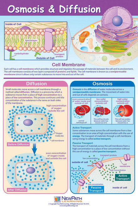 NewPath Learning Osmosis & Diffusion Poster - Laminated, Full-Color, 23" x 35" (34-6102)