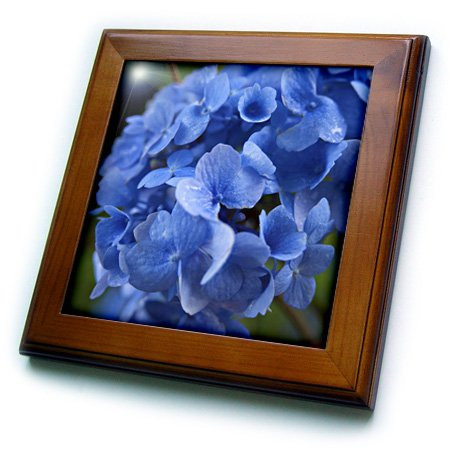 3dRose ft_90837_1 Massachusetts, Blue Mophead Hydrangea flower - US22 JEN0065 - Jim Engelbrecht - Framed Tile, 8 by 8-Inch