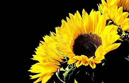 Sunflower Seeds 20/Pack (Helianthus annus) Organic Non-GMO Home Garden Sunny Sun Flower Seeds Open Pollinated Seeds for Planting (Autumn Beauty Sunflower)