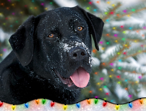 Team Husar Merry & Bright Black Labrador Retriever Dog Wildlife Christmas Premium Holiday 15 Cards, 16 White Envelopes