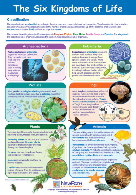 NewPath Learning-34-6112 The Six Kingdoms of Life Poster - Laminated, Full-Color, 23" x 35"