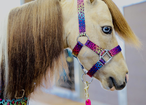 Star Point Horsemanship Rainbow Cheetah Halter (Rainbow Cheetah, Medium Mini 28-32")