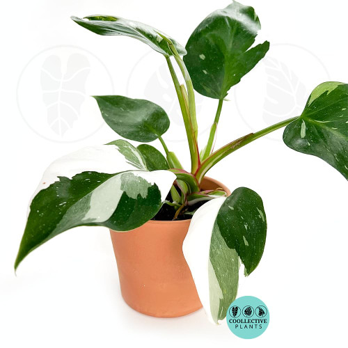 Philodendron White Princess | Live Plant in a 6 Inch Growers Pot, Live Indoor, Easy to Grow, Easy to Care, and Low Maintenance Houseplant (4" Pot)