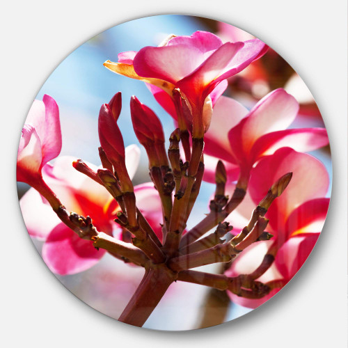 Designart Bunch of Beautiful Tropical Flowers-Floral Metal Wall Art-Disc of 23, 23'' H x 23'' W x 1'' D 1P, Pink