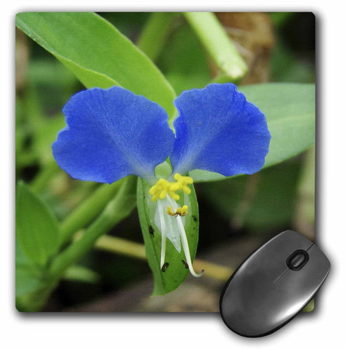 3dRose LLC 8 x 8 x 0.25 Inches Pretty Little Blue Flower Photographed by Angelandspot Mouse Pad (mp_6394_1)