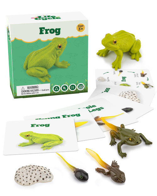 Life Cycle Kit Toy Science Montessori - Realistic Figurine Toys, Kids Animal Match Set Stocking Stuffers for Boys and Girls Age 3,4,5,6,7,8,9 (Life Cycle - Frog) Life Cycle Kit Toy Science Montessori - Realistic Figurine Toys, Kids Animal Match Set Stocking Stuffers for Boys and Girls Age 3,4,5,6,7,8,9 (Life Cycle - Frog)