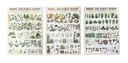 Melody Jane Dolls House Vintage Botanical School Chart Posters Miniature Study Accessory 1:12