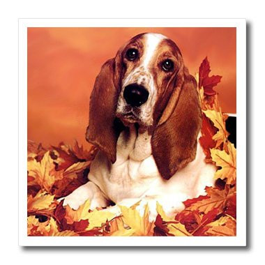 3dRose ht_1028_1 Basset Hound Iron on Heat Transfer for White Material, 8 by 8-Inch