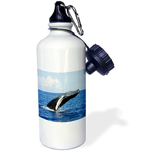 3dRose wb_10715_1 Humpback Whale Sports Water Bottle, 21 oz, White