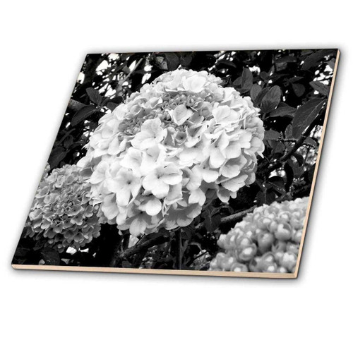 3dRose ct_155286_1 Hydrangea Blossom, Black & White Photograph of a Large Hydrangea Blossom Ceramic Tile, 4"