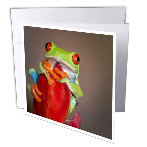 3dRose Danita Delimont - Frogs - Red-eyed tree frog, Agalychnis callidryas, controlled conditions - 6 Greeting Cards with envelopes (gc_313999_1)