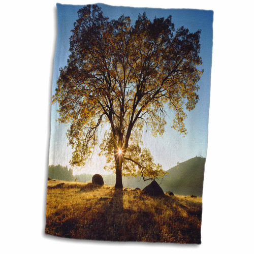 3dRose USA, California, San Diego. Black Oak Tree in Autumn. - Towels (twl-207644-1) 3dRose USA, California, San Diego. Black Oak Tree in Autumn. - Towels (twl-207644-1)