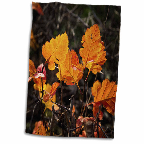 3dRose Sunlit Orange Hawthorn Leaves and Thorns in Autumn Day - Towels (twl-267409-1)