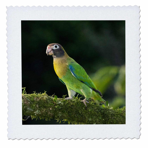 3dRose Brown-Hooded Parrot, Costa Rica, Central America 1. - Quilt Squares (qs-380565-3)