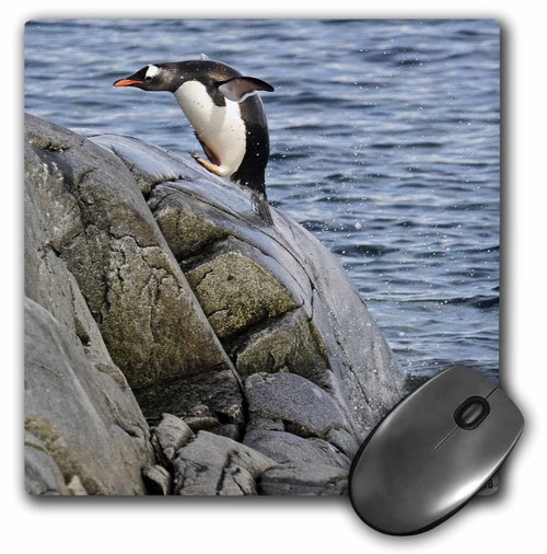 3dRose LLC 8 x 8 x 0.25 Inches Gentoo Penguins Jumping Back to Land After a Swim Jougla Point Mouse Pad (mp_10519_1)
