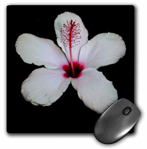 3dRose LLC 8 x 8 x 0.25 Inches Mouse Pad, Flower White Hibiscus (mp_30090_1)