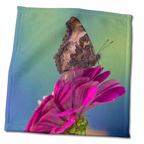 3dRose Danita Delimont - Butterfly - Tortoise-Shell Butterfly, Nymphalis 01 - Towels (twl-249857-3)