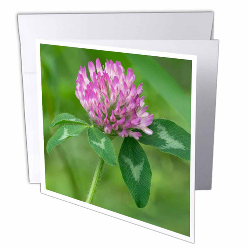 3dRose Danita Delimont - Flower - Washington State. Red Clover - Greeting Cards (gc-368583-1)