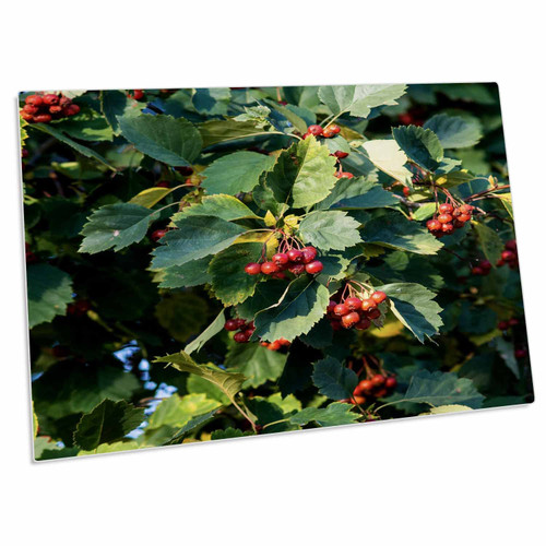 3dRose Red Hawthorn Berries, Green Leaves. Fresh New Crop in... - Desk Pad Place Mats (dpd-297757-1)