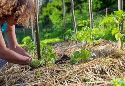 Green Stripe Organic Matter Garden Straw (5lb) Straw Mulch for Gardens, Yard Landscaping, New Lawn Grass Seed, Tomato & Vegetable Compost & Fertilizer | Covers up to 75 sq ft. Farmer Direct