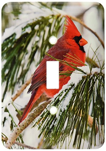 3dRose lsp_112146_1 Red And Black Cardinal Perched In Snowy Pine Tree Single Toggle Switch Multicolored