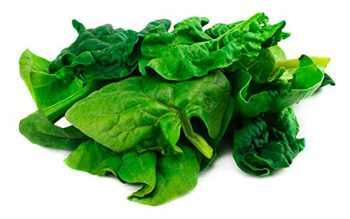 Bloomsdale Long Standing Spinach Seeds
