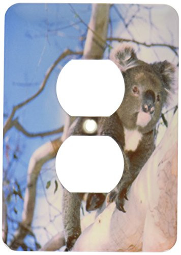 3dRose lsp_70240_6 Australia, Kangaroo Isle, Koala Bear, Eucalyptus Tree Plug Outlet Cover