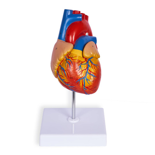 breesky Scientific Human Heart Model 2-Part Life Size Human Heart Replica Color Printed Held Together with Magnets Scientific Heart Model with Mounted Display Base