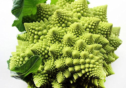 50+ ORGANICALLY GROWN Italian Romanesco Natalino Broccoli Seeds Heirloom NON-GMO, Brassica oleracea, Unique, Delicious, From USA