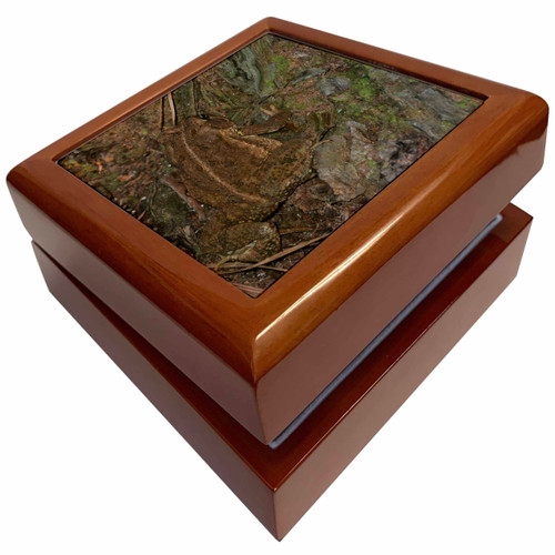 3dRose Brown Frog in Tree, Jewelry Box jb-34570-1