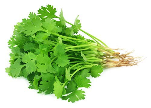 200 Cilantro Seeds - Coriander, Chinese Parsley, Coriandrum Sativum - by RDR Seeds 200 Cilantro Seeds - Coriander, Chinese Parsley, Coriandrum Sativum - by RDR Seeds